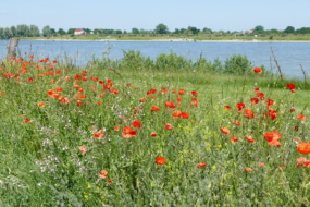 Natur am Niederrhein