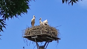 Stoerche am Niederrhein