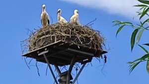 Stoerche am Niederrhein